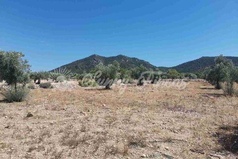 Helårsgrund i Biar, Alicante, Biar - € 27.500 | Ref: SF0511 - foto 12